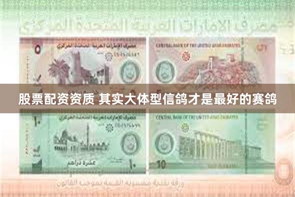 股票配资资质 其实大体型信鸽才是最好的赛鸽