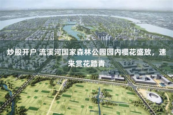 炒股开户 流溪河国家森林公园园内樱花盛放，速来赏花踏青